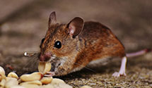24 Hour & Emergency Exterminators in Stratford, NC